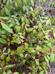 Rhododendron carolinianum