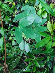 Passiflora eichleriana