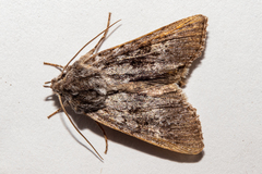 Physetica funerea