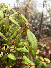 Rhododendron carolinianum