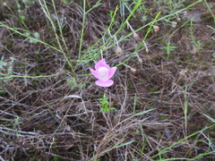 Agalinis strictifolia