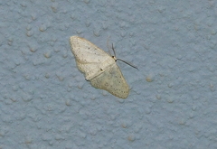 Idaea minuscularia