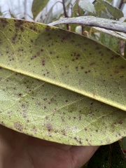Rhododendron carolinianum