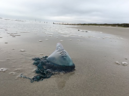 Pacific Man-of-War / Bluebottle (Physalia utriculus) floating with blue tentacle