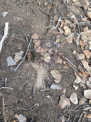 Muhlenbergia microsperma