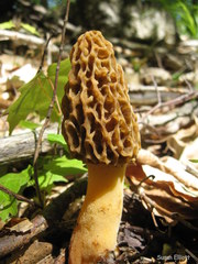 Morchella