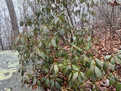 Rhododendron carolinianum