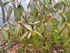 Rhododendron carolinianum