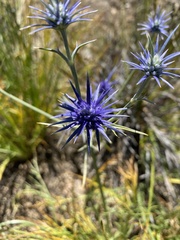 Eryngium ovinum