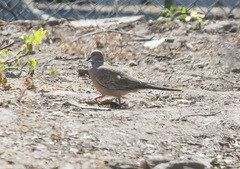 Streptopelia chinensis