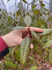 Rhododendron carolinianum