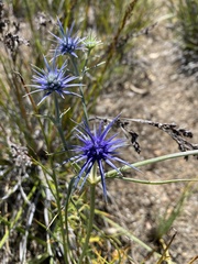 Eryngium ovinum