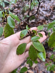 Rhododendron carolinianum