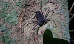 Paraphrynus laevifrons