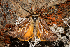 Declana glacialis