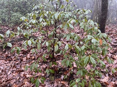 Rhododendron carolinianum