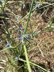 Eryngium ovinum