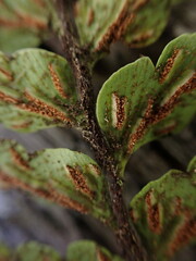 Asplenium horridum