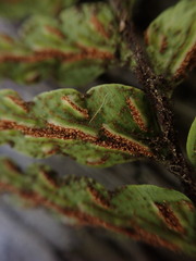 Asplenium horridum