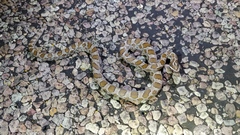 Pantherophis emoryi