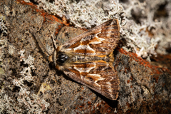 Declana glacialis