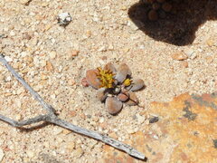 Crassula namaquensis