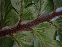 Asplenium horridum