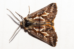 Declana glacialis
