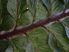Asplenium horridum