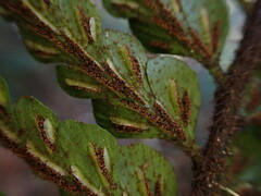 Asplenium horridum