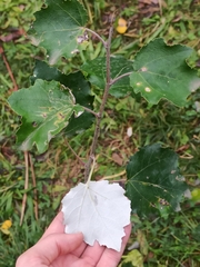 Populus × canescens
