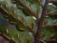 Asplenium horridum