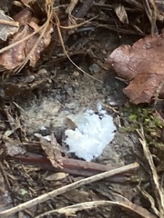 Tremella fuciformis