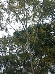 Populus × canescens