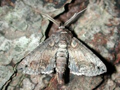 Paectes abrostoloides