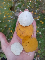 Populus × canescens