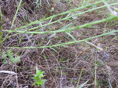 Agalinis strictifolia