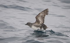 Ptychoramphus aleuticus