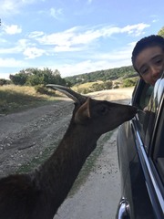 Cervini