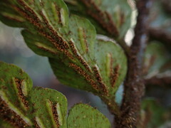 Asplenium horridum