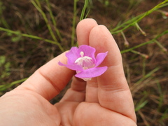 Agalinis strictifolia