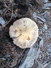 Russula crustosa