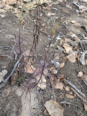 Muhlenbergia microsperma