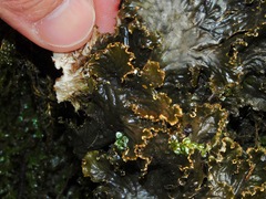 Peltigera cinnamomea