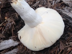 Russula crustosa