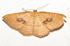 Epicyme rubropunctaria