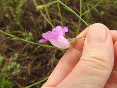 Agalinis strictifolia