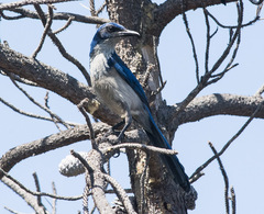 Aphelocoma insularis