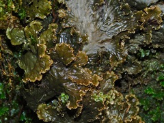 Peltigera cinnamomea