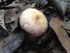 Russula crustosa